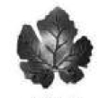 2183 - Steel Leaf
