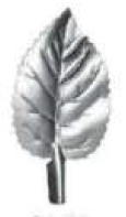 SL10 - Stamped Leaf